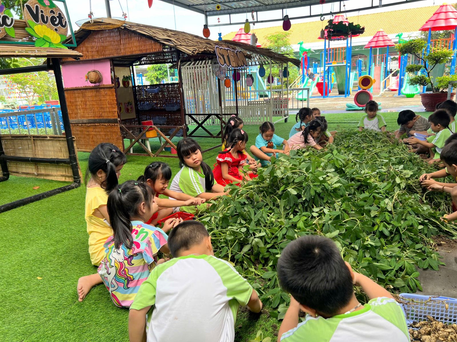 Bé nhặt đậu phộng